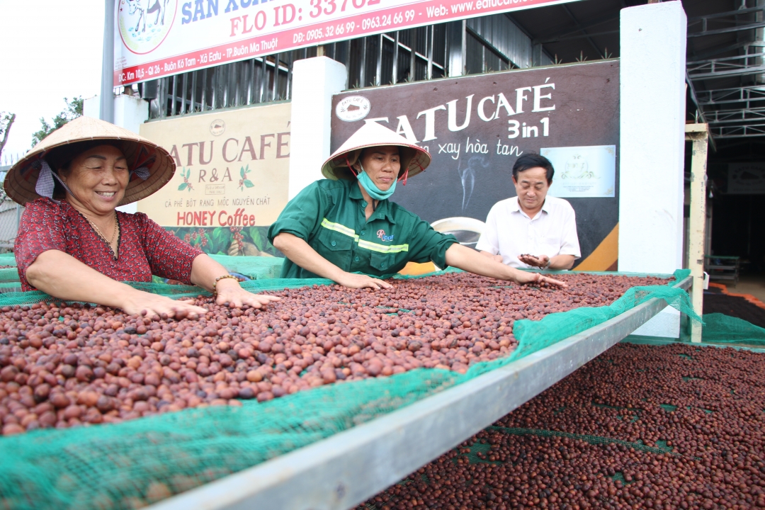 Các thành viên HTX Nông nghiệp và dịch vụ Công Bằng Ea Tu (xã Ea Tu, TP. Buôn Ma Thuột) phơi cà phê. 