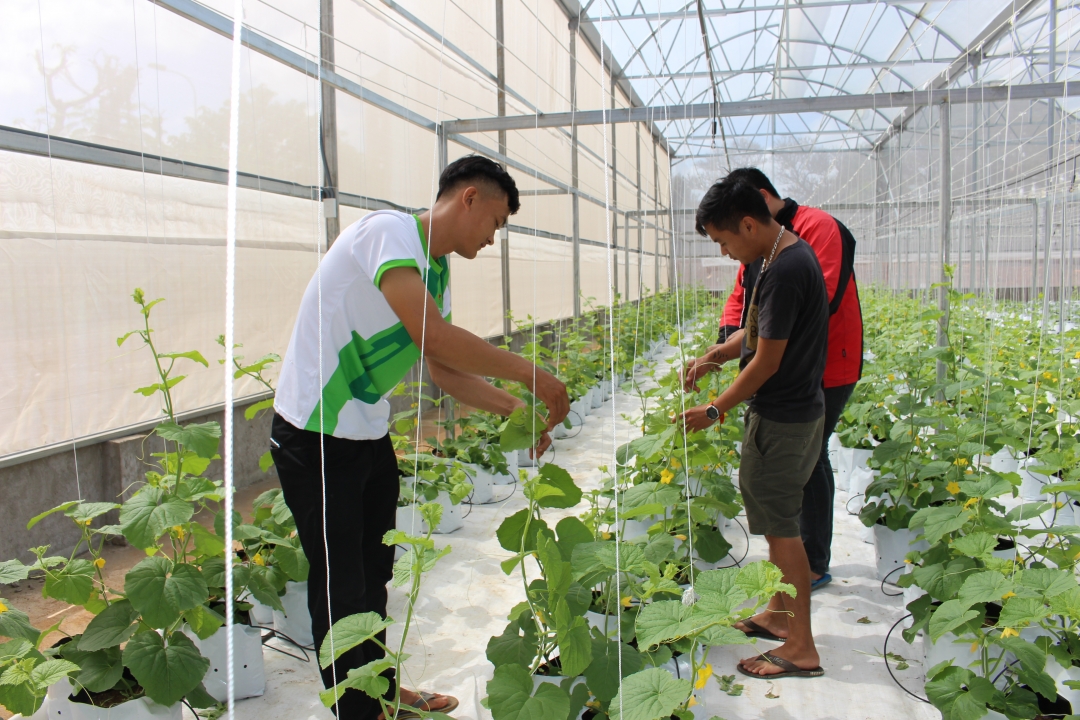 Mô hình trồng dưa lưới trong nhà màng của sinh viên Trường Đại học Tây Nguyên.