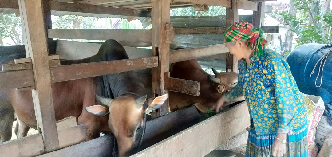 Bò giống địa phương của gia đình ông Đào Văn Khài đang thời kỳ vỗ béo để xuất bán.