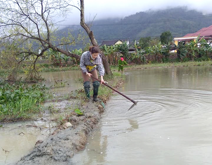 Nông dân thôn Hồ (xã Cư M'ta) gia cố lại chân ruộng để gieo sạ vụ lúa đông xuân.  