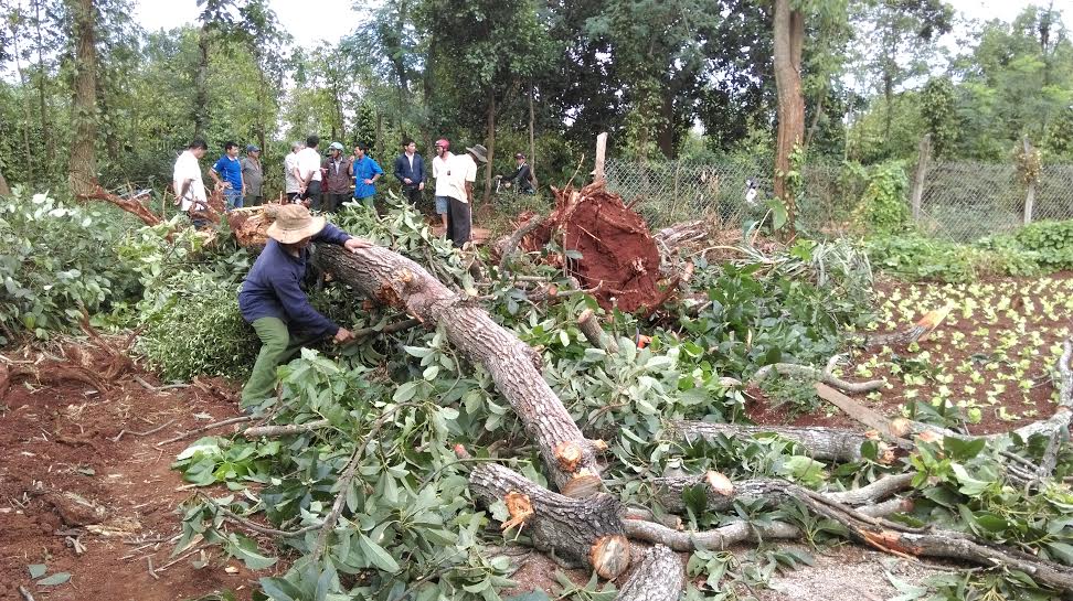 Các hội viên, nông dân xã Ea Kuêh (huyện Cư M'gar) hiến đất, phá bỏ cây trồng giải phóng mặt bằng làm đường giao thông.    Ảnh: T.Dũng