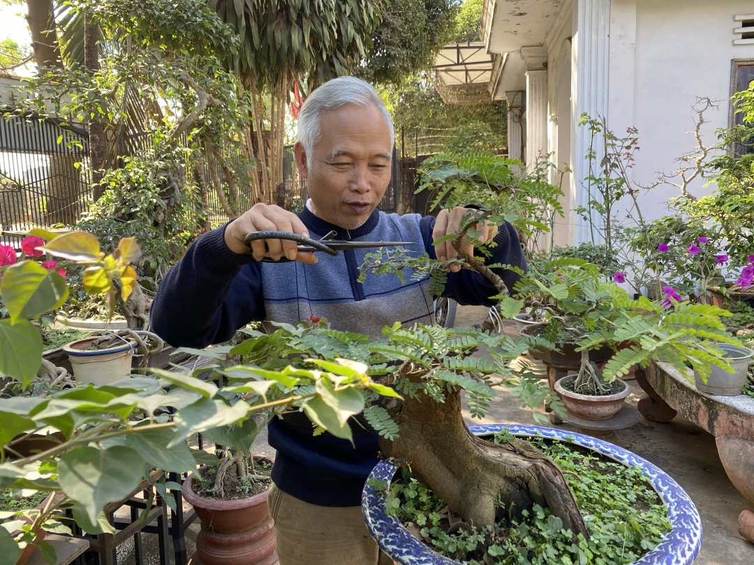 Ông Nguyễn Quang Tuấn (tổ dân phố 6, thị trấn Quảng Phú, huyện Cư M’gar) chăm sóc cây me cảnh. 								                                                                Ảnh: T.Dũng