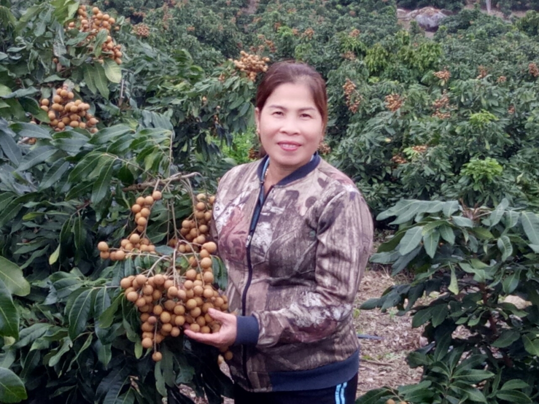 Chị Lưu Thị Huệ (thôn 2, xã Ea Pil, huyện M'Drắk) trong vườn nhãn chuẩn bị thu hoạch vào dịp Tết. Ảnh; T.Nguyệt
