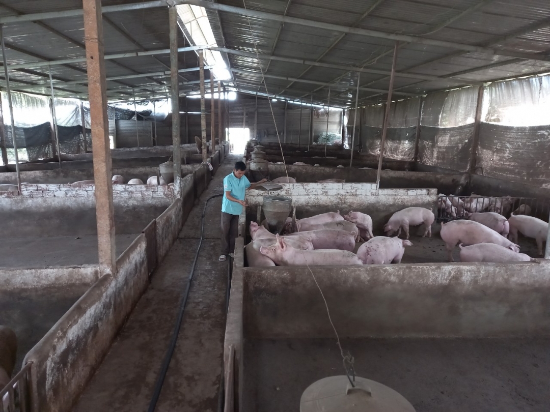 Trang trại heo của gia đình anh Nguyễn Văn Chử (xã Ea Nam, huyện Ea H’leo) chờ xuất bán dịp Tết.  							               	              Ảnh: H.Nam