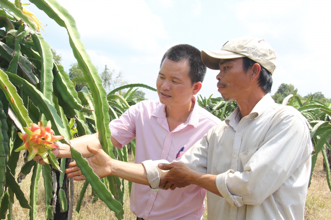 Mô hình trồng cây ăn trái giúp người dân xã Ia R'vê (huyện Ea Súp) nâng cao thu nhập. Ả