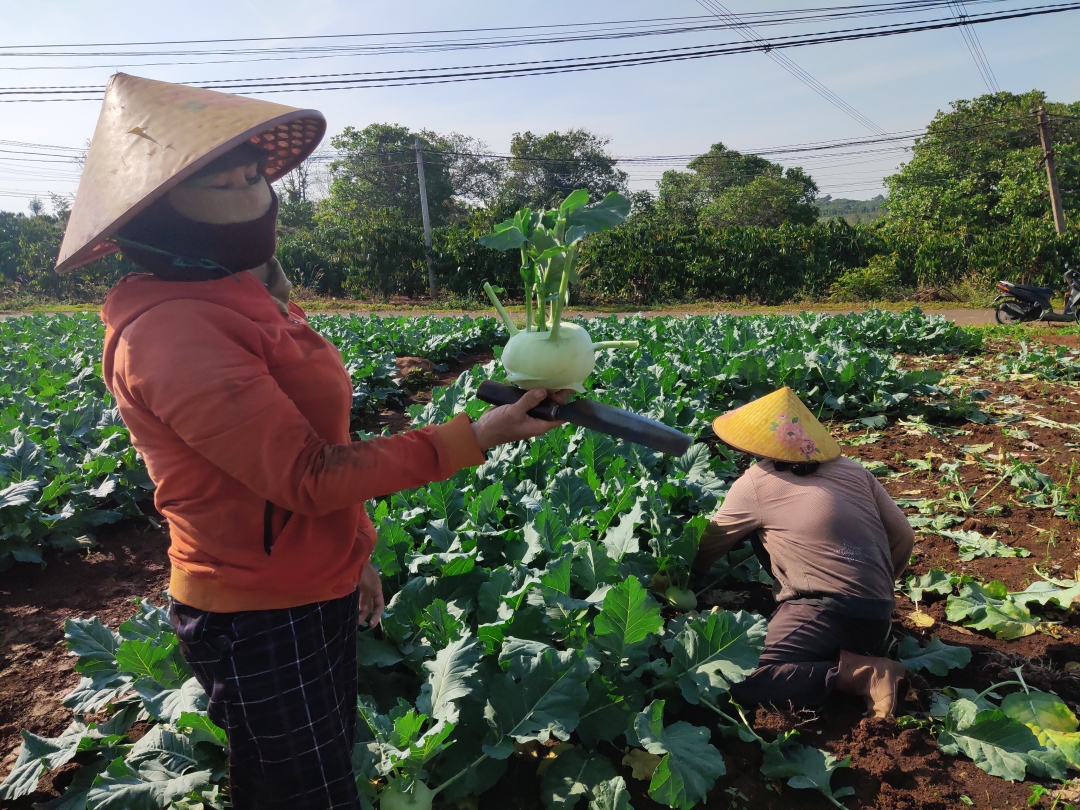 Chị Huyền thu hoạch su hào.