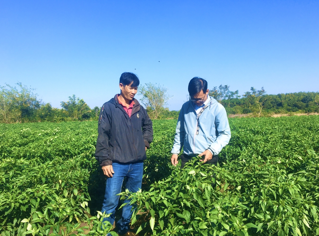 Vườn ớt của gia đình anh Nguyễn Đình Tùng (thôn 7, xã Ea Wer, huyện Buôn Đôn) đang cho thu hoạch.     Ảnh: P.Thảo