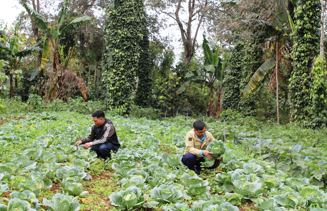 Đến trang trại “Quỳnh Anh farm”, du khách còn được tư tay chọn hái rau để mua về. 