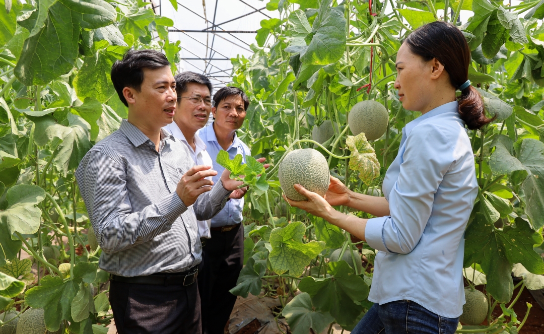 Lĩnh vực nông nghiệp công nghệ cao đang được Đảng bộ, chính quyền địa phương huyện Krông Pắc chú trọng thu hút đầu tư. Ảnh: 