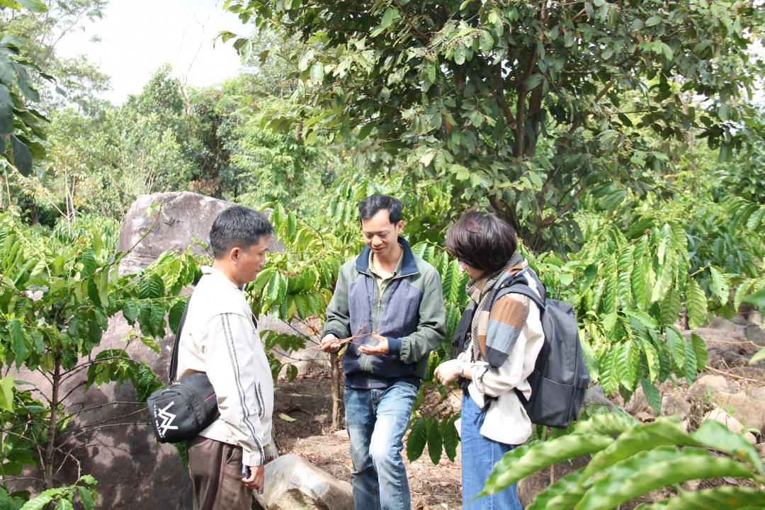 Anh Phạm Quang Thái, Giám đốc Công ty TNHH Rồng Xanh (giữa) đang trao đổi về mô hình vườn rừng. Ảnh: H. Thuận
