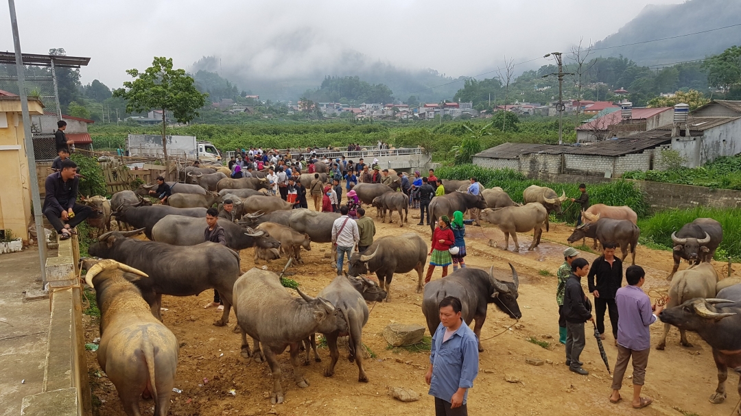 Chợ trâu Bắc Hà