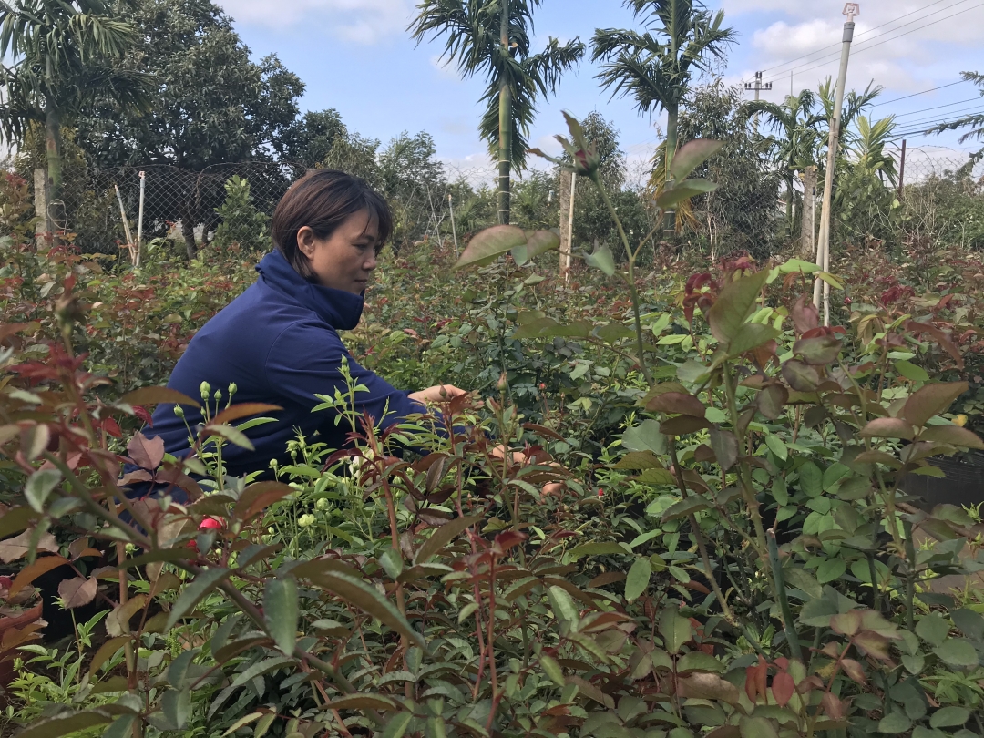 Chị Nguyễn Thị Việt Hà, chủ vựa hoa, cây cảnh Tuấn Hà kiểm tra cây hoa trước khi xuất bán. 