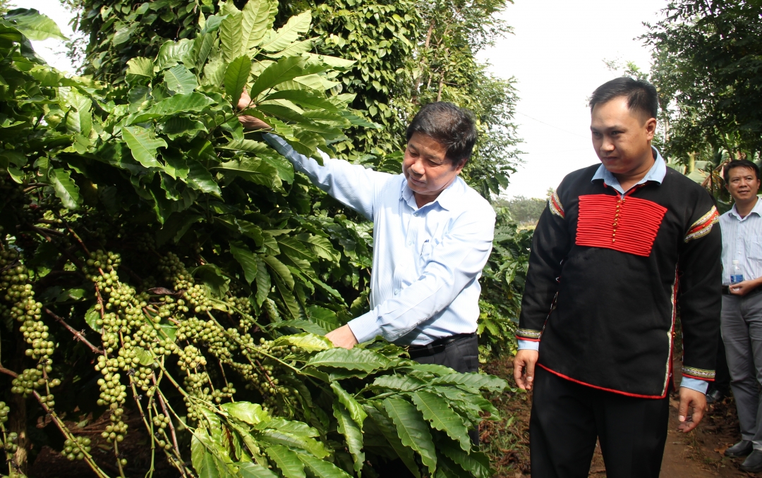 Thứ trưởng Bộ NN-PTNT Lê Quốc Doanh (bên trái) thăm vườn cà phê của HTX Dịch vụ nông nghiệp Công bằng Ea Kmat Hòa Đông (huyện Krông Pắc). 