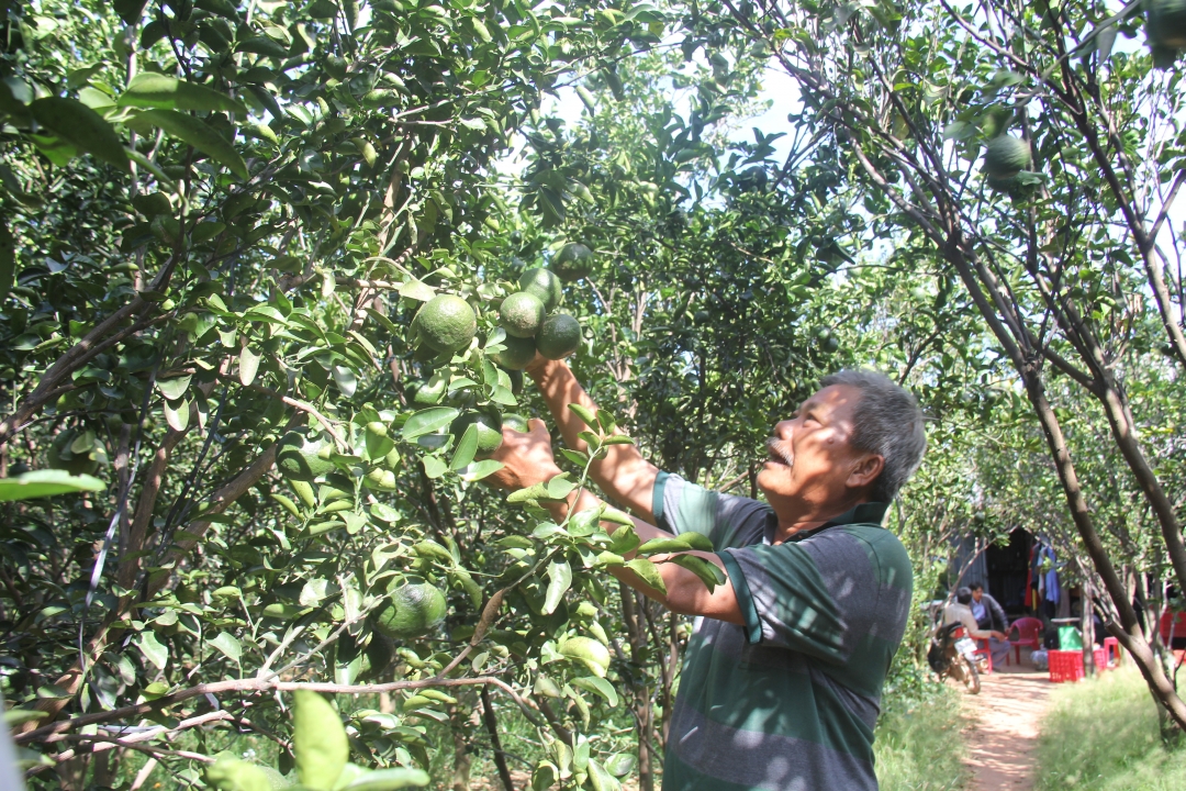 Vườn cam trĩu quả của gia đình ông Đoàn Văn Tài (thôn 6, xã Ia R’vê, huyện Ea Súp).  Ảnh: M.Thông