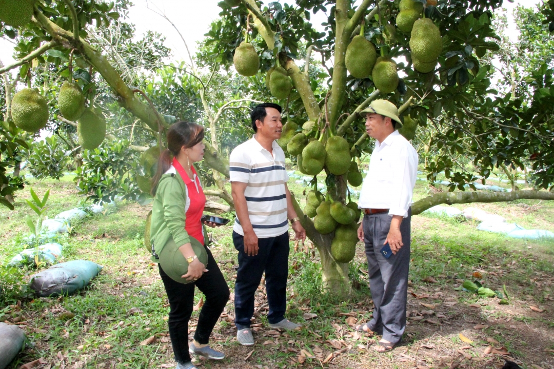 Trang trại trồng mít của gia đình anh Nguyễn Đình Thìn. 