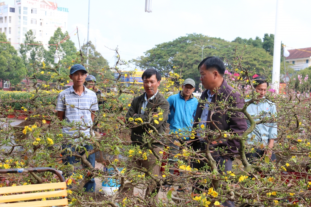 Những ngày cuối năm khi mai đào khoe sắc thắm cũng là lúc những người con xa xứ nôn nao chờ Tết đến. 