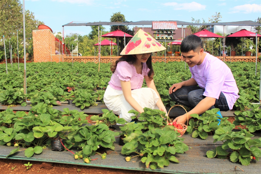 Khách hàng trải nghiệm thu hoạch dâu tây tại vườn dâu của gia đình ông Trần Đình Vĩnh. Ảnh: T.Linh