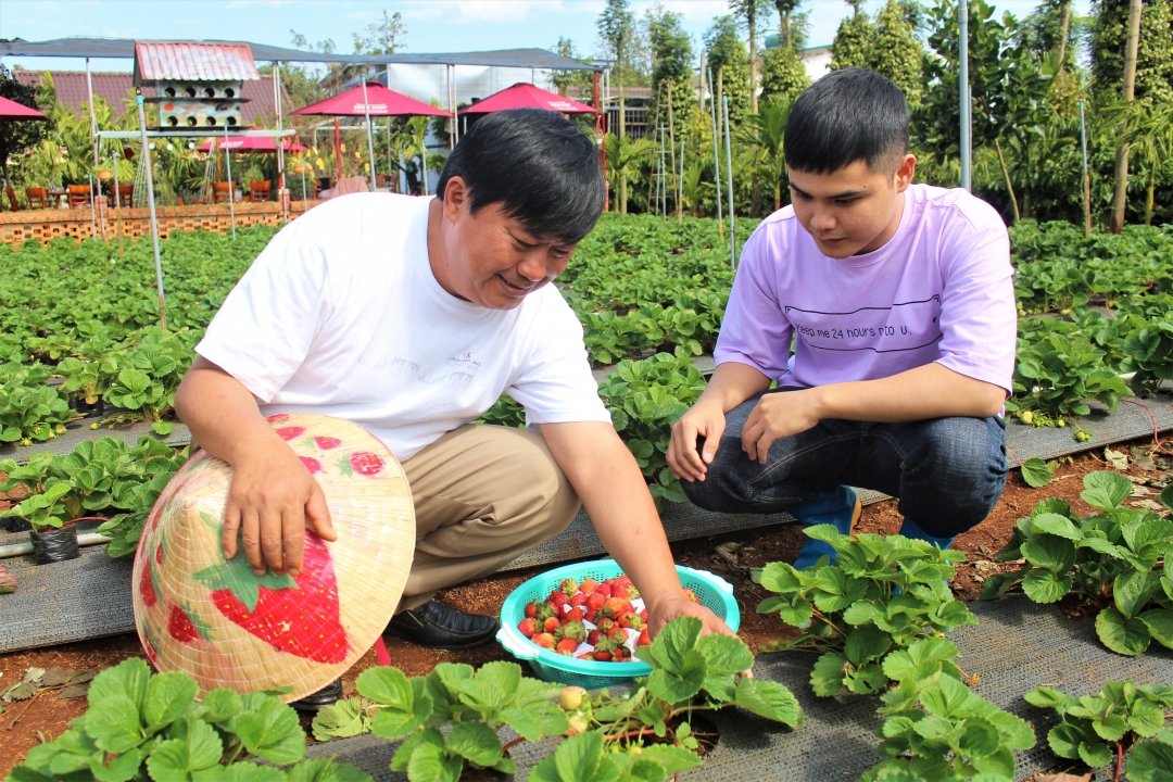 Ông Trần Đình Vĩnh (bìa trái) chia sẻ cách chăm sóc dâu tây cho khách hàng. Ảnh: T.Linh