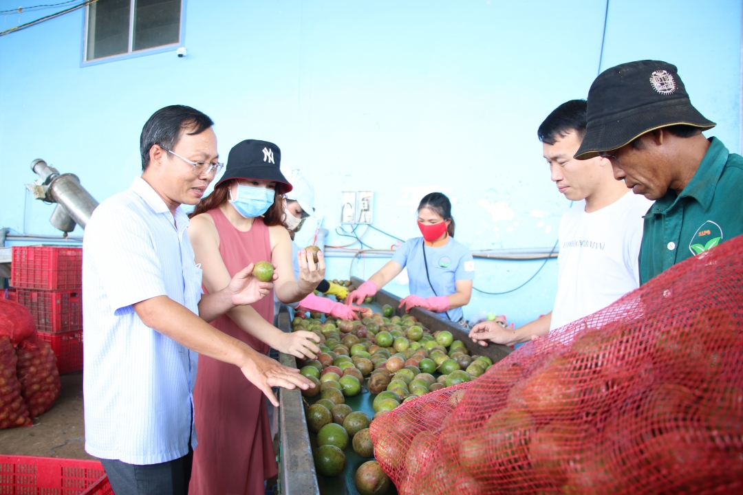 Hoạt động sản xuất của Công ty TNHH thương mại và sản xuất  Nông sản Sapo Đắk Lắk - tại Cụm Công nghiệp Krông Búk 1 