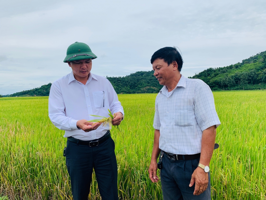 Lãnh đạo huyện Krông Ana thăm đồng lúa Buôn Triết, xã Dur Kmăl
