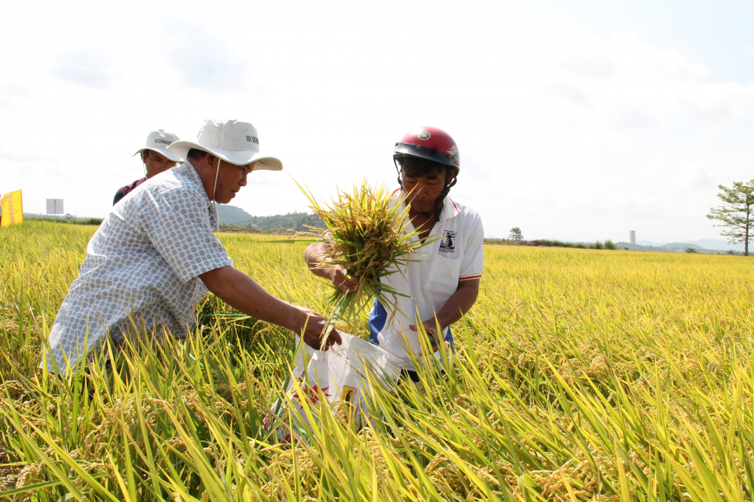 Kiểm tra năng suất, chất lượng giống lúa mới.