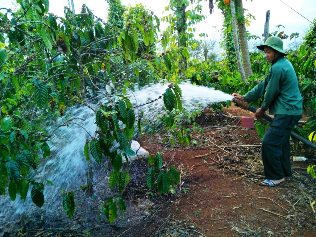 Người dân xã Ea Tar tưới nước cho vườn cà phê.    