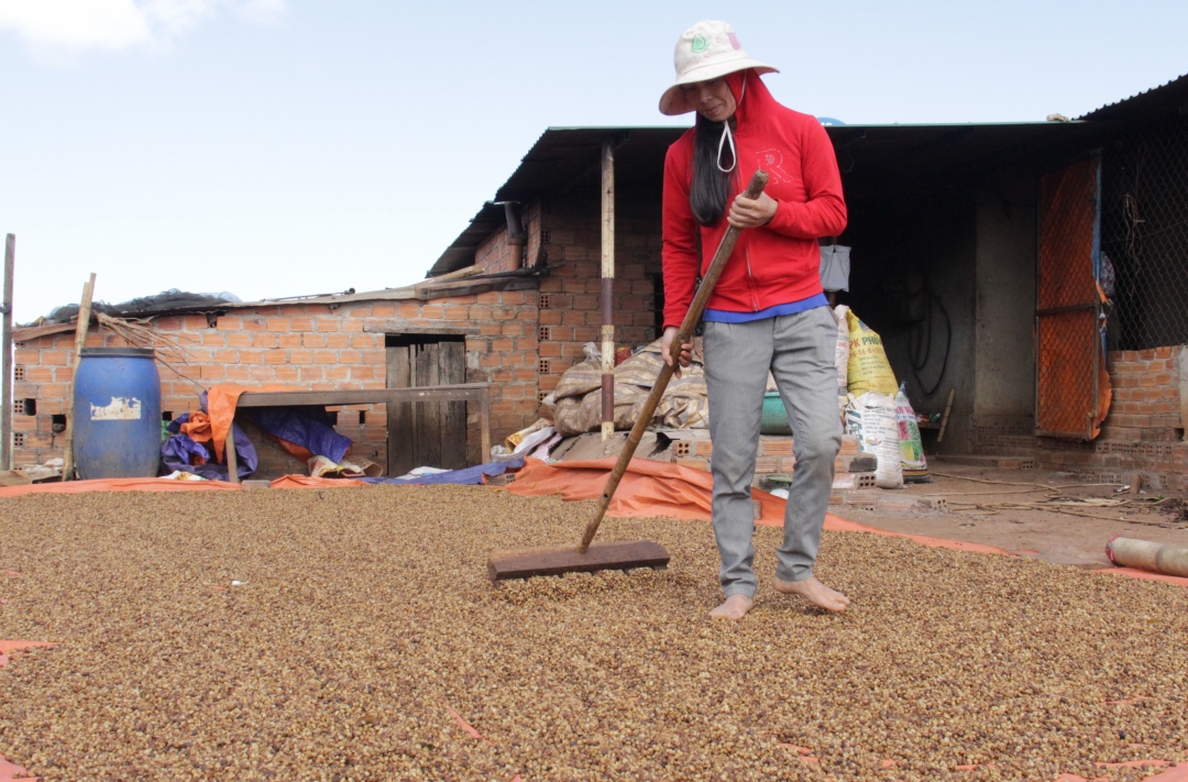 Chị Lê Thị Hạnh phơi cà phê chế biến bán ướt sau thu hoạch.