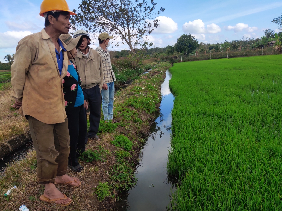 Cần giữ nước, không để ruộng khô tạo điều kiện cho bọ trĩ phát sinh gây hại. 