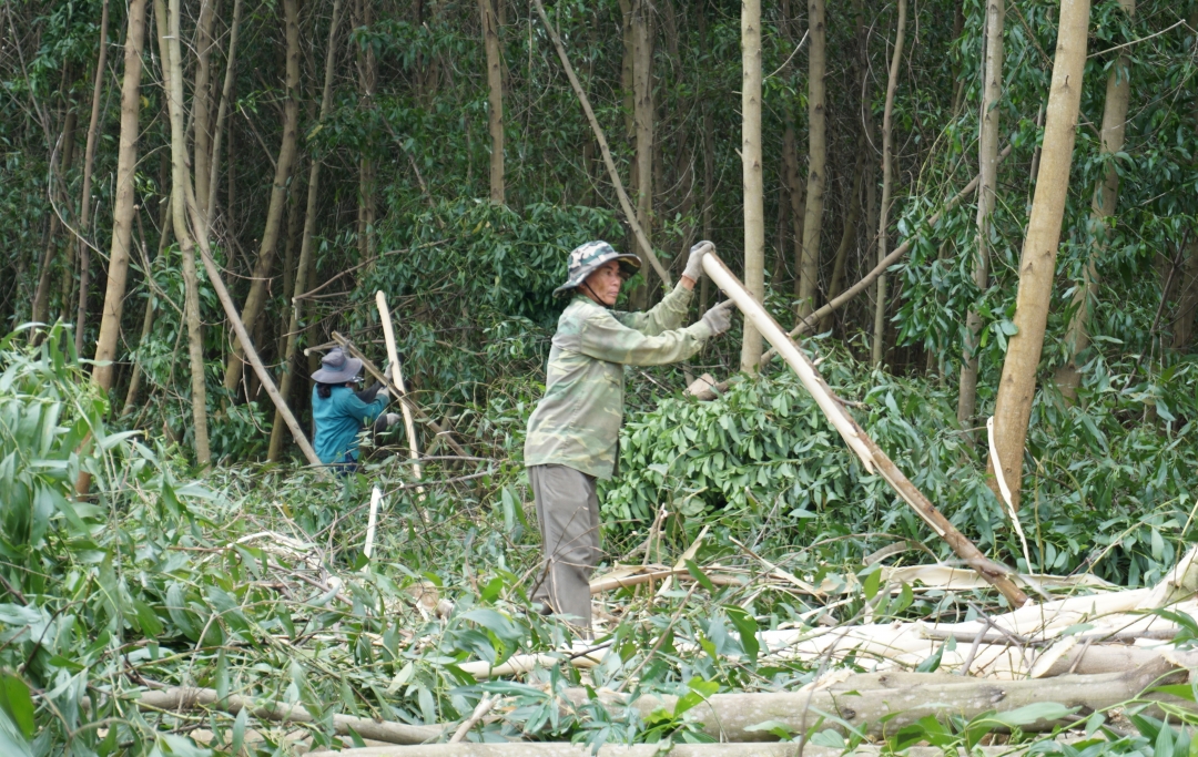 Thu hoạch gỗ rừng trồng trên địa bàn xã Cư Kty (huyện Krông Bông). 