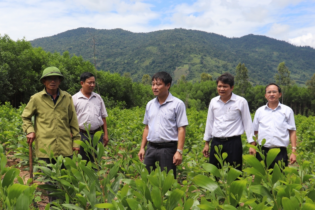 Cán bộ huyện M’Drắk thăm mô hình trồng rừng keo năng suất cao tại xã Cư Mta (huyện M'Drắk).  Ảnh: Tiến Ninh