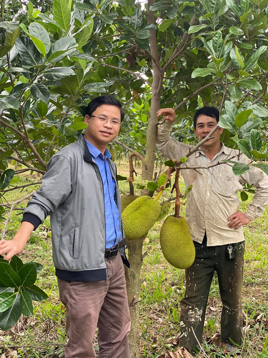 Anh Lê Minh Phúc (bên phải) giới thiệu vườn mít Thái của gia đình  với khách tham quan.  