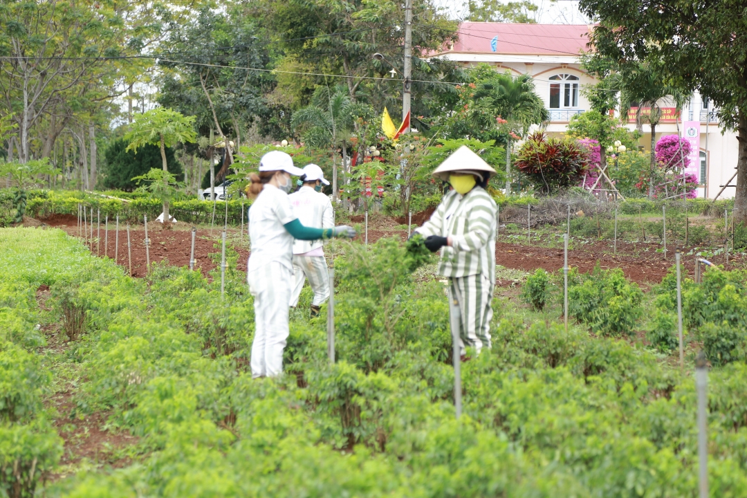 Phạm nhân tham gia lao động tại Trại tạm giam Công an tỉnh. 