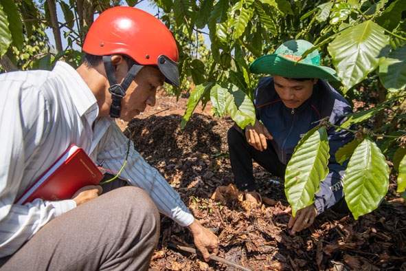 Hệ thống tưới nhỏ giọt, cộng với việc phủ lá khô thường xuyên sẽ tạo độ ẩm cho đất ngay cả  trong thời tiết khô hạn. 