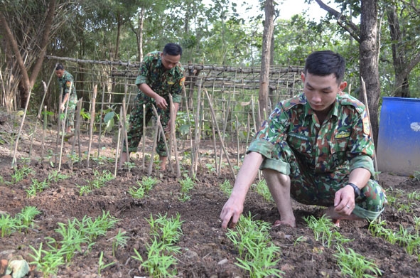 Cán bộ, chiến sĩ tăng gia rau xanh tại chốt phòng chống dịch Covid-19 của Đồn Biên phòng Sêrêpốk. 