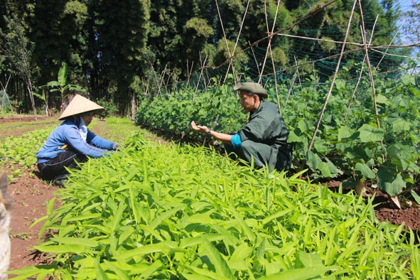 Sản xuất rau theo hướng hữu cơ tại phường Tân Hòa (TP. Buôn Ma Thuột). 