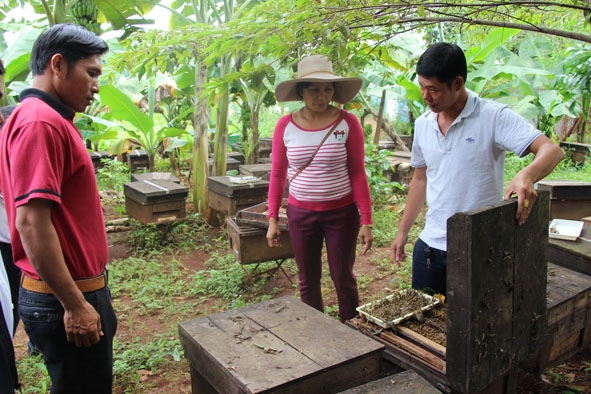 Người dân trên địa bàn tỉnh tham quan mô hình nuôi ong an toàn của một hộ dân ở phường Ea Tam (TP. Buôn Ma Thuột).