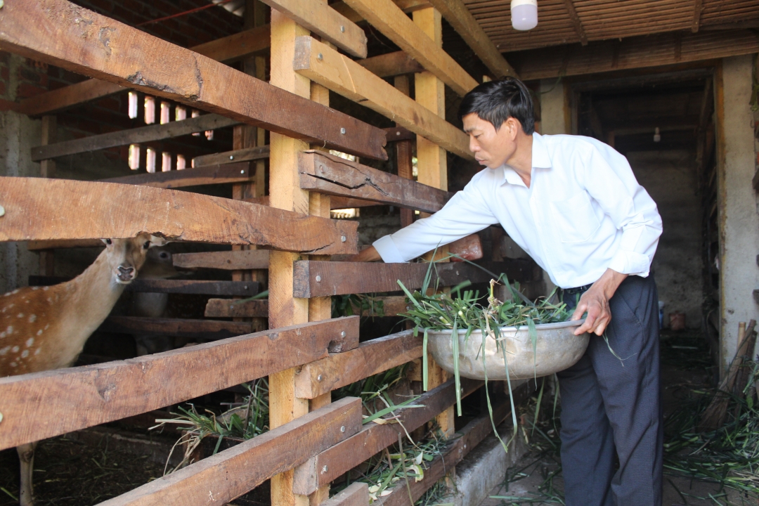 Mô hình chăn nuôi hươu sao của gia đình ông Trần Viết Dụ (thôn Quỳnh Tân 3,  thị trấn Buôn Trấp).