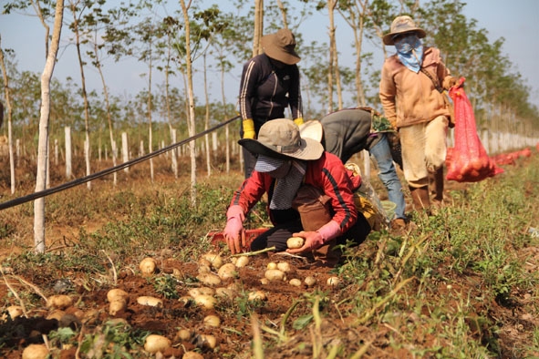 Nông dân xã Ea Drơng thu hoạch khoai tây.  