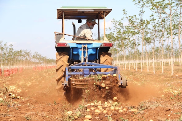 Một công đoạn thu hoạch khoai tây của nông dân xã Ea Drơng.
