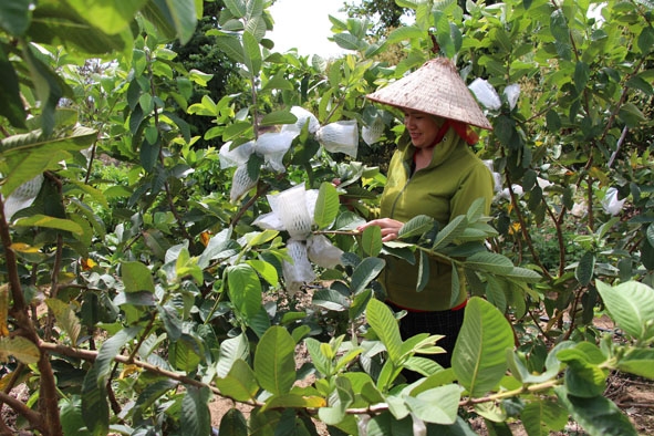 Vườn ổi xen cam của gia đình chị Hoàng Thị Lan Hồng bắt đầu cho thu hoạch ổn định. 