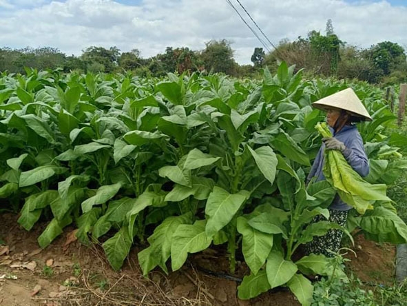 Gia đình  bà Nguyễn Thị Thìn  ở thôn 3,  xã Ea Lê  thu hoạch thuốc lá. 