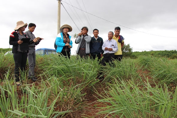 Cán bộ, thành viên các hợp tác xã huyện Krông Pắc tham quan mô hình sản xuất của một hợp tác xã nông nghiệp ở xã Ea Tir (huyện Ea H'leo).