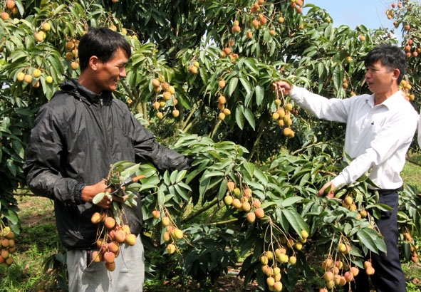 Cán bộ Hội Nông dân xã Ea Sar, huyện Ea Kar (bìa phải) tìm hiểu quy trình trồng vải chín sớm của gia đình anh Lý Văn Thọ (thôn 2). 