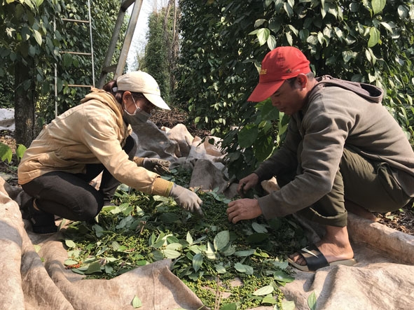 Nông dân huyện  Cư M'gar  thu hoạch hồ tiêu. 