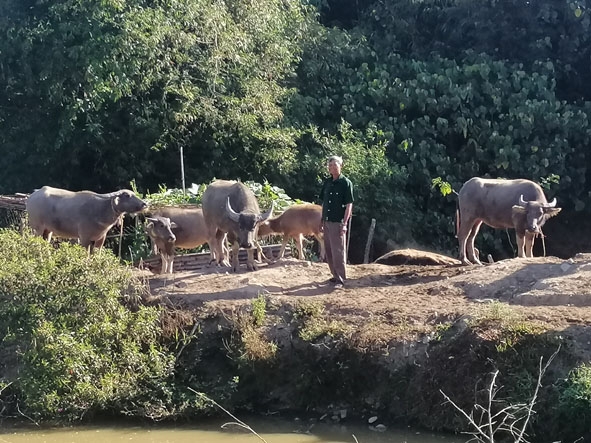 Ngoài canh tác hoa màu, ông Y Krông còn nuôi thêm trâu để phát triển kinh tế. 