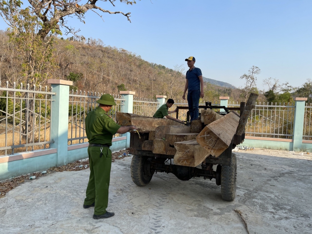 Lực lượng chức năng tiến hành đo, đếm số gỗ bị bắt.