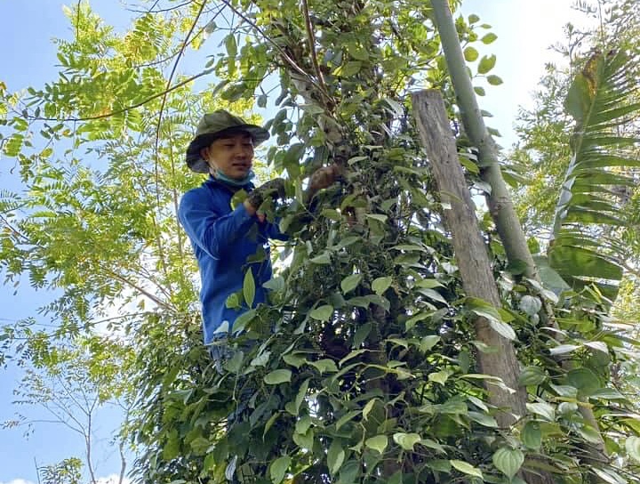 Thanh niên xã Ea Nuôl (huyện Buôn Đôn) hỗ trợ nông dân thu hoạch tiêu