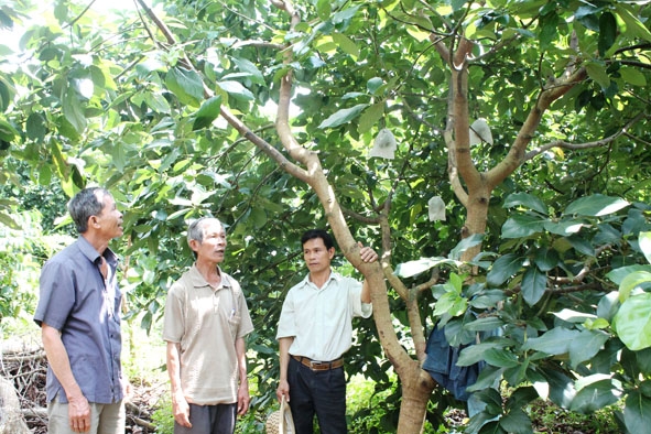 Các thành viên trong HTX Trái cây Tây Buôn Hồ trao đổi kinh nghiệm sản xuất. 