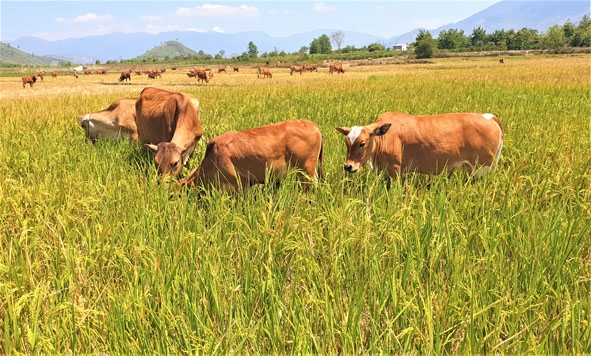 Nhiều thửa lúa ở buôn Phung thành thức ăn cho bò.   