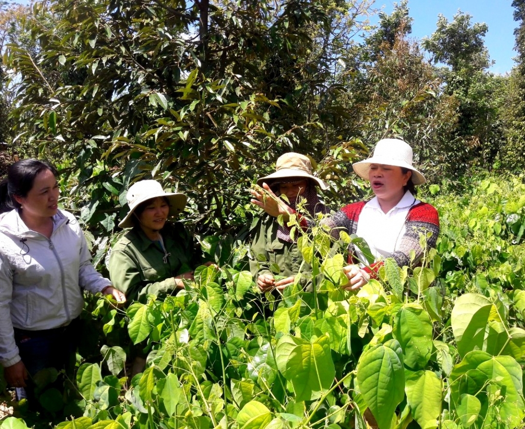 Phụ nữ huyện Krông Pắc tham quan mô hình trồng rau bò khai ở xã Ea Knuếc 